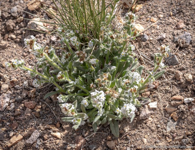 Oreocarya humilis, photographed by Tim Messick