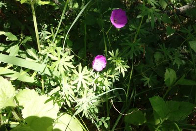 Geranium sanguineum, photographed by Aleksei Baushev