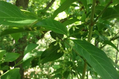Euonymus europaeus, photographed by Aleksei Baushev