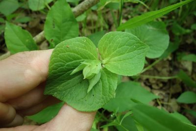 Viola mirabilis, photographed by Aleksei Baushev