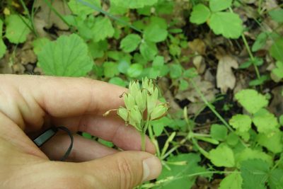 Primula veris, photographed by Aleksei Baushev