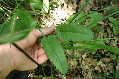 Betonica officinalis, photographed by Aleksei Baushev