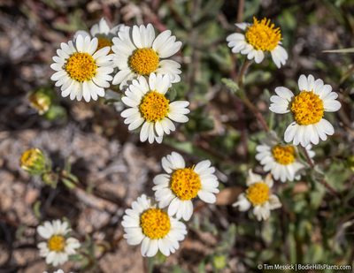 Layia glandulosa, photographed by Tim Messick