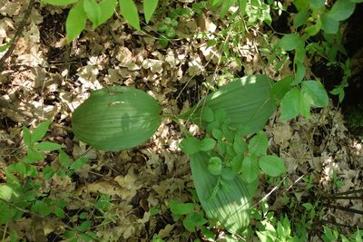 Veratrum nigrum, photographed by Aleksei Baushev