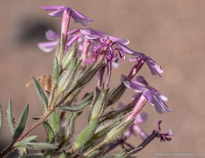 Phlox longifolia, photographed by Tim Messick