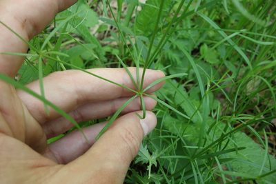 Asperula tinctoria, photographed by Aleksei Baushev