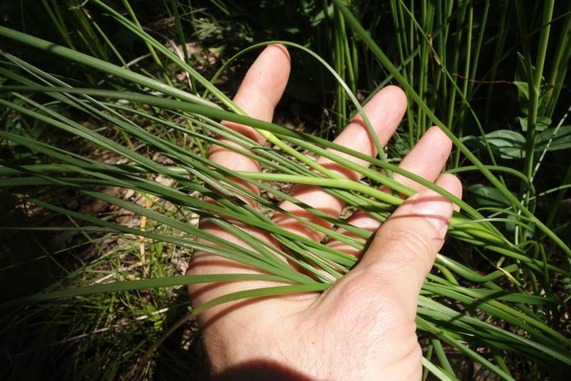 Anthericum ramosum, photographed by Aleksei Baushev