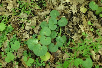 Asarum europaeum, photographed by Aleksei Baushev