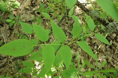 Clematis recta, photographed by Aleksei Baushev