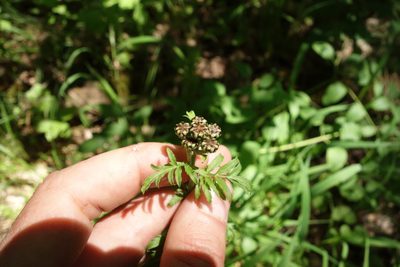 Tanacetum corymbosum, photographed by Aleksei Baushev