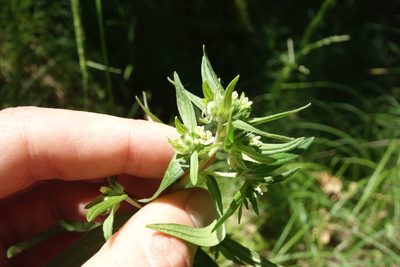 Lithospermum officinale, photographed by Aleksei Baushev