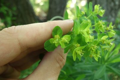 Euphorbia semivillosa, photographed by Aleksei Baushev