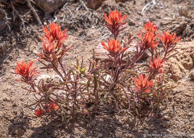 Castilleja chromosa, photographed by Tim Messick