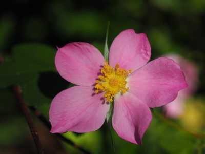 Rosa carolina, photographed by Clay Gibbons