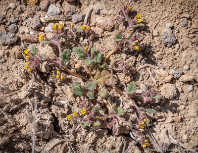 Phacelia monoensis, photographed by Tim Messick