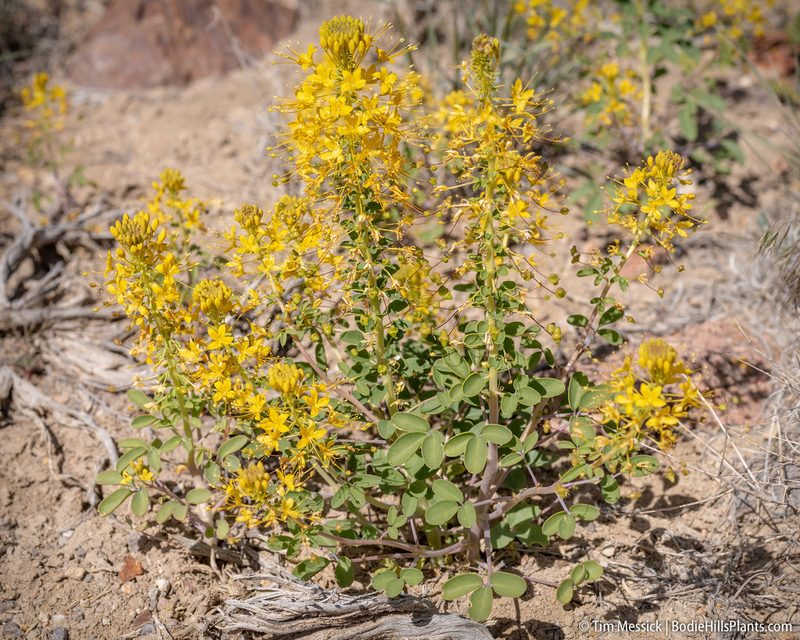 Cleomella hillmanii, photographed by Tim Messick