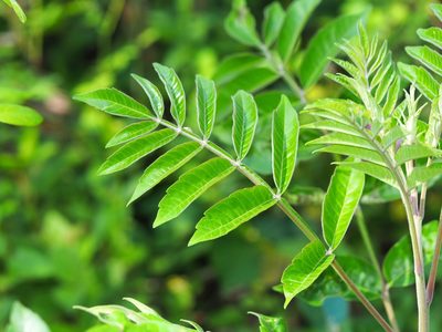Rhus copallinum, photographed by Clay Gibbons