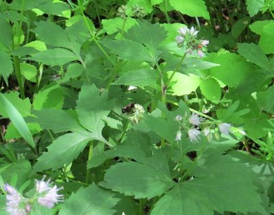 Hydrophyllum virginianum, photographed by Marilynn Miller