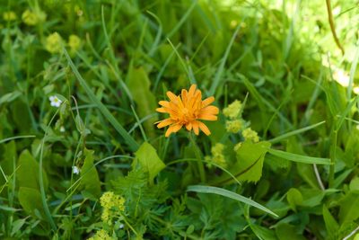 Crepis aurea, photographed by Tobias Schönberg