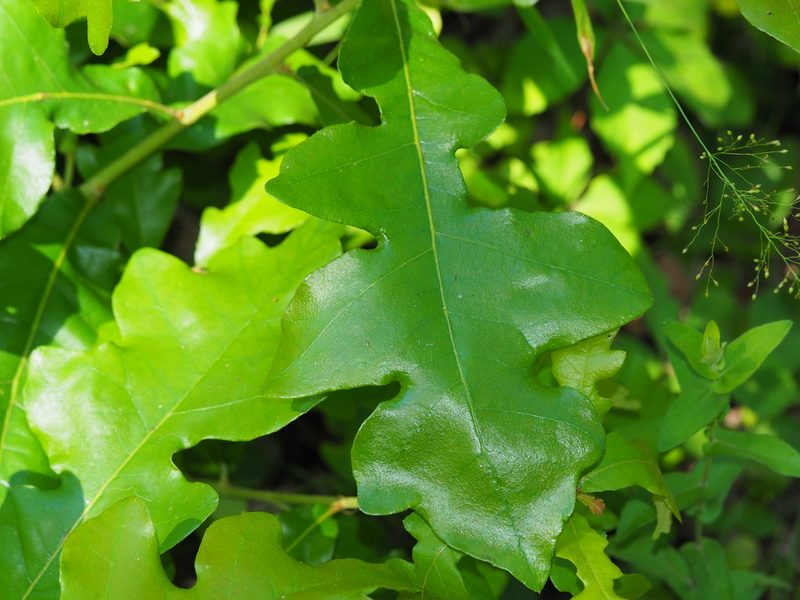Quercus stellata, photographed by Clay Gibbons