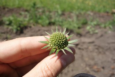 Knautia arvensis, photographed by Aleksei Baushev