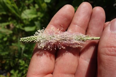 Plantago media, photographed by Aleksei Baushev