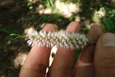 Persicaria bistorta, photographed by Aleksei Baushev