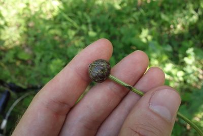 Klasea lycopifolia, photographed by Aleksei Baushev