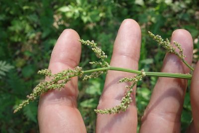 Rumex thyrsiflorus, photographed by Aleksei Baushev