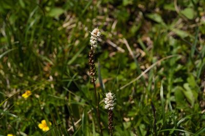 Persicaria vivipara, photographed by Tobias Schönberg