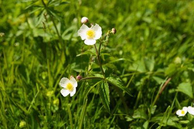 Ranunculus aconitifolius, photographed by Tobias Schönberg