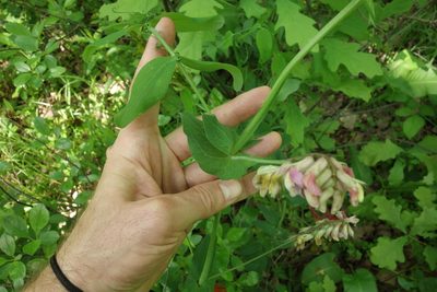 Lathyrus pisiformis, photographed by Aleksei Baushev