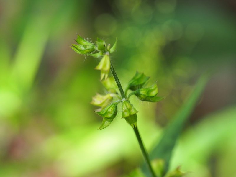 Salvia lyrata, photographed by Clay Gibbons