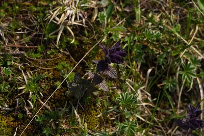 Bartsia alpina, photographed by Tobias Schönberg