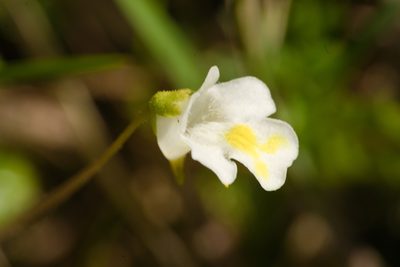 Pinguicula alpina, photographed by Tobias Schönberg