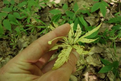 Anemonoides ranunculoides, photographed by Aleksei Baushev