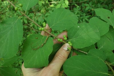 Lonicera xylosteum, photographed by Aleksei Baushev