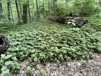 Pachysandra terminalis, photographed by Emily Summerbell