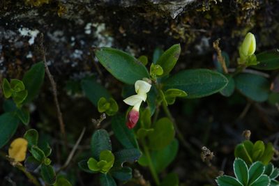 Polygaloides chamaebuxus, photographed by Tobias Schönberg