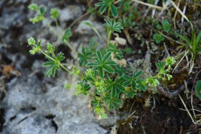 Alchemilla alpina, photographed by Tobias Schönberg