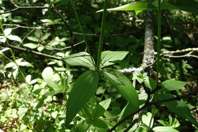 Galium rubioides, photographed by Aleksei Baushev