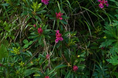 Rhododendron ferrugineum, photographed by Tobias Schönberg
