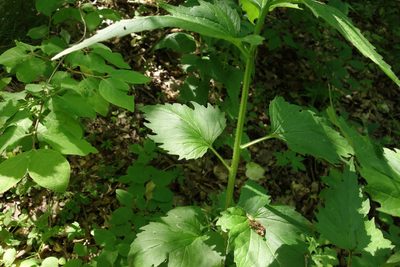Campanula trachelium, photographed by Aleksei Baushev