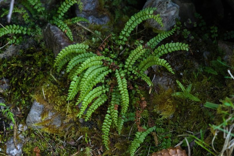 Asplenium viride, photographed by Tobias Schönberg
