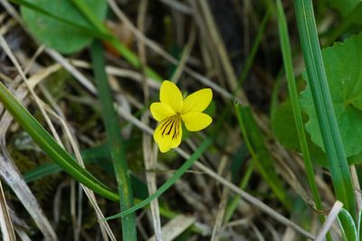 Viola biflora, photographed by Tobias Schönberg