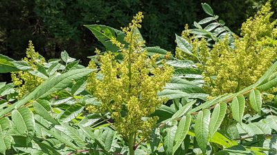 Rhus glabra, photographed by john_hall
