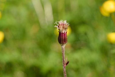 Homogyne alpina, photographed by Tobias Schönberg