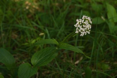 Valeriana montana, photographed by Tobias Schönberg