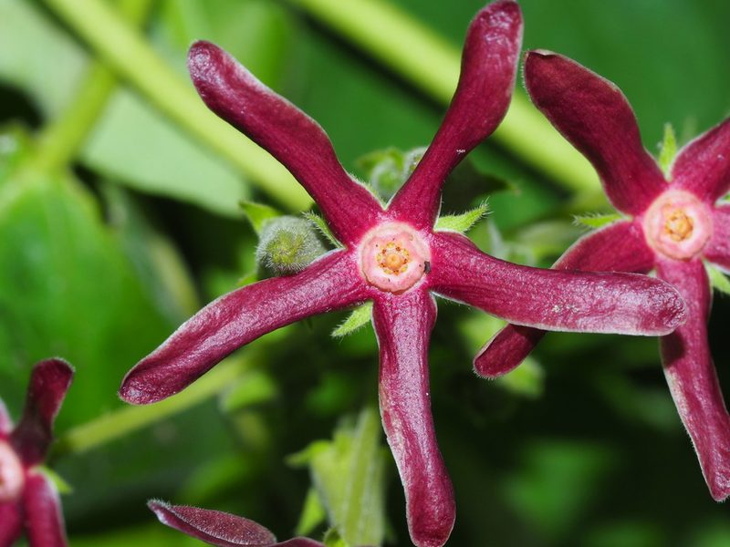 Odontostephana obliqua, photographed by Clay Gibbons