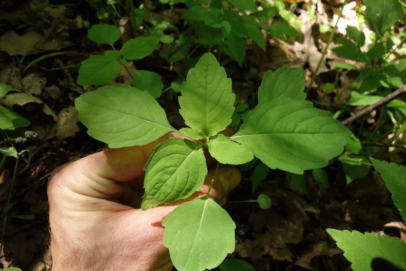 Impatiens noli-tangere, photographed by Aleksei Baushev